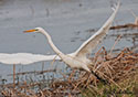 Ardea alba